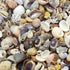 small seashells mix